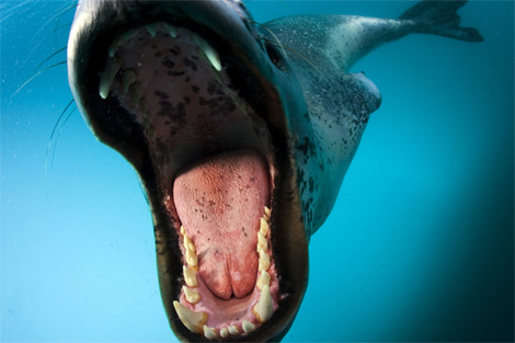 leopard-seal-open-mouth-1045590-ga.jpg